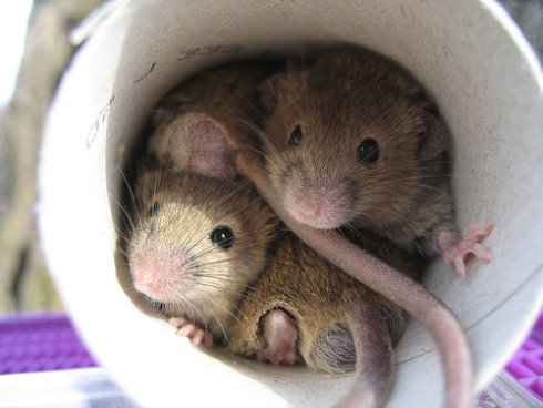 3 maneiras de nao ter ratos em casa 3 maneiras de evitar ratos em cara