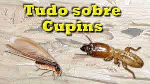 Dedetização Cupins Dedetizadora santana Dedetização Cupins Dedetizadora santana
