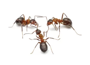formigas-300x216 Dedetização de Formigas Tremembé